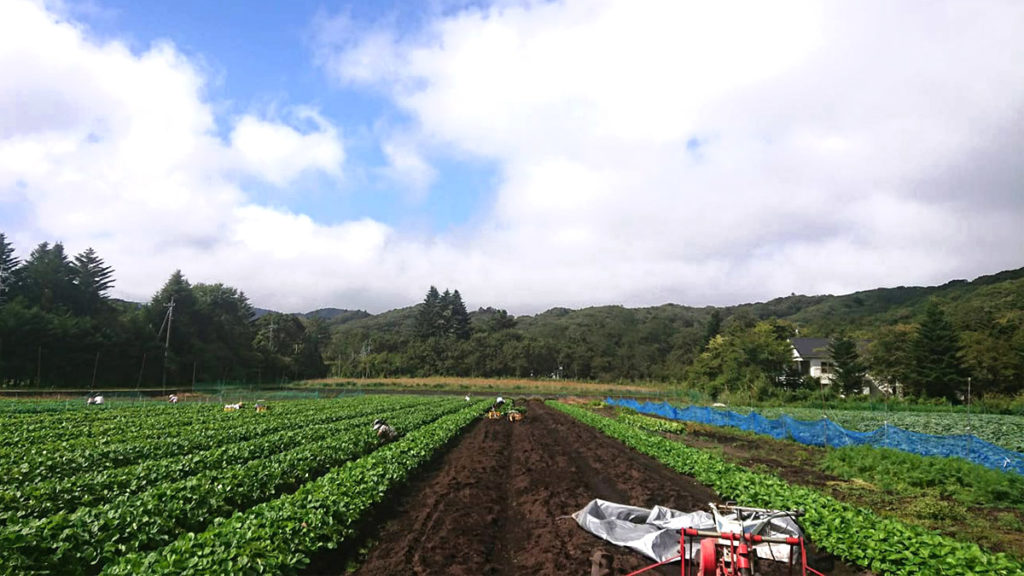 長野県軽井沢市の広大な自然の中で育つ苗