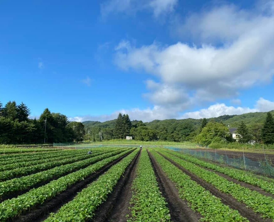 長野県軽井沢市の広大な自然の中で育つ苗