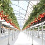 高設栽培ハウスはお子さまの目線の高さにいちごが実ります