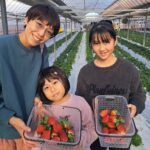 摘み取ったいちごをお土産にできるつむつむ体験ツアー