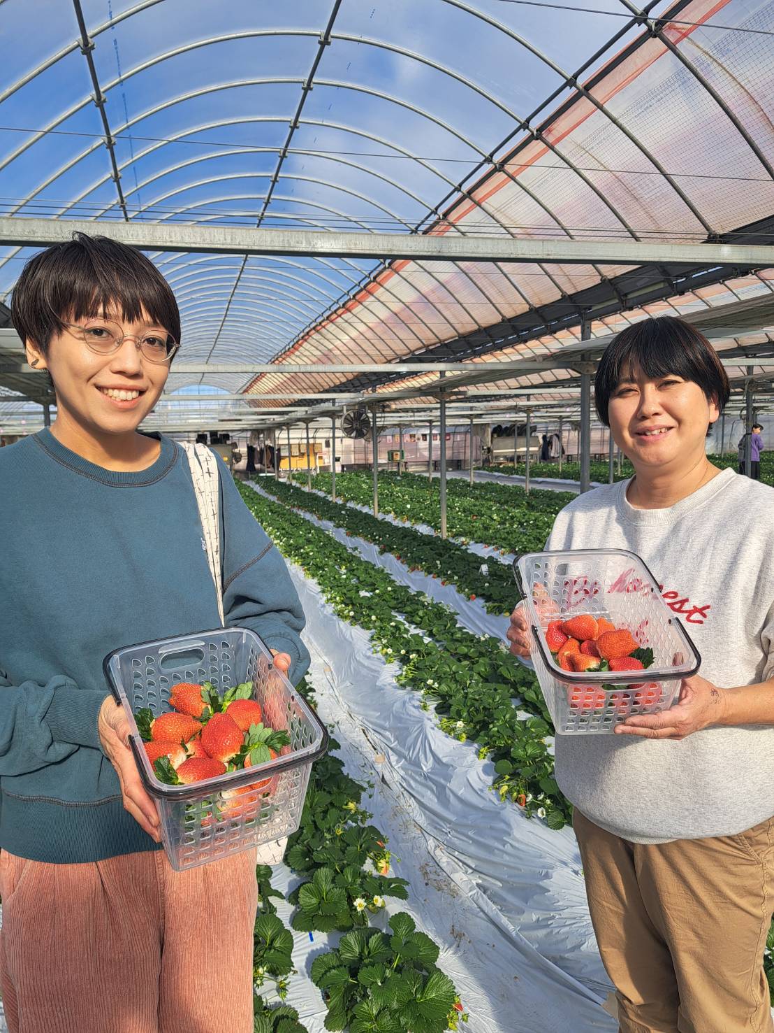 いちごの収穫体験ができる「つむつむ体験ツアー」