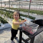 大粒でジューシーなやよいひめ