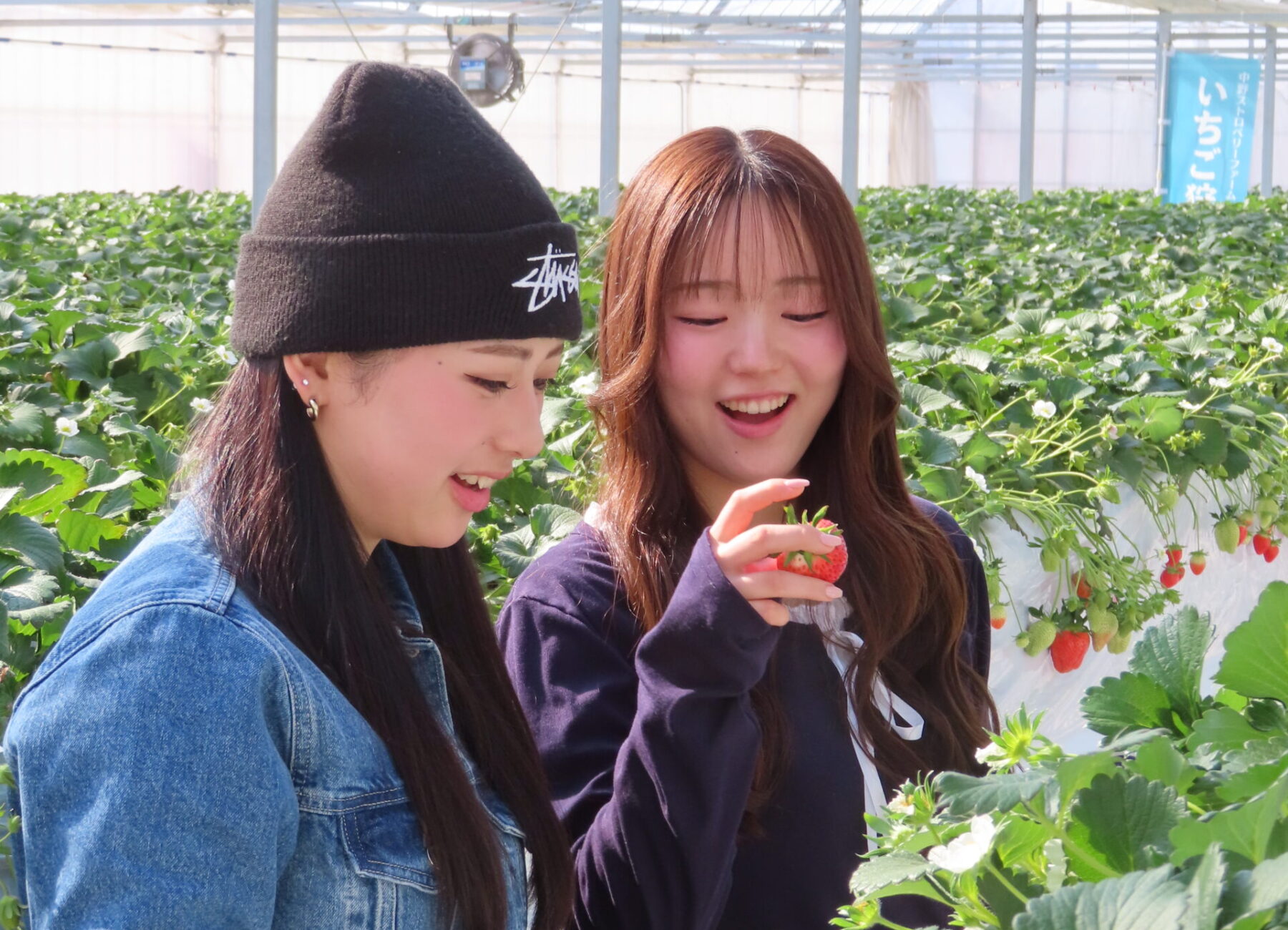 大粒でひときわ甘いやよいひめをお腹いっぱいお召し上がりください♪ 大粒でひときわ甘いやよいひめをお腹いっぱいお召し上がりください♪