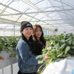 大人の方でも屈まずにいちごが摘める大人気の高設ハウス