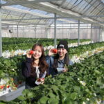 ぐんまのブランドいちご「やよいひめ」40分間食べ放題♪