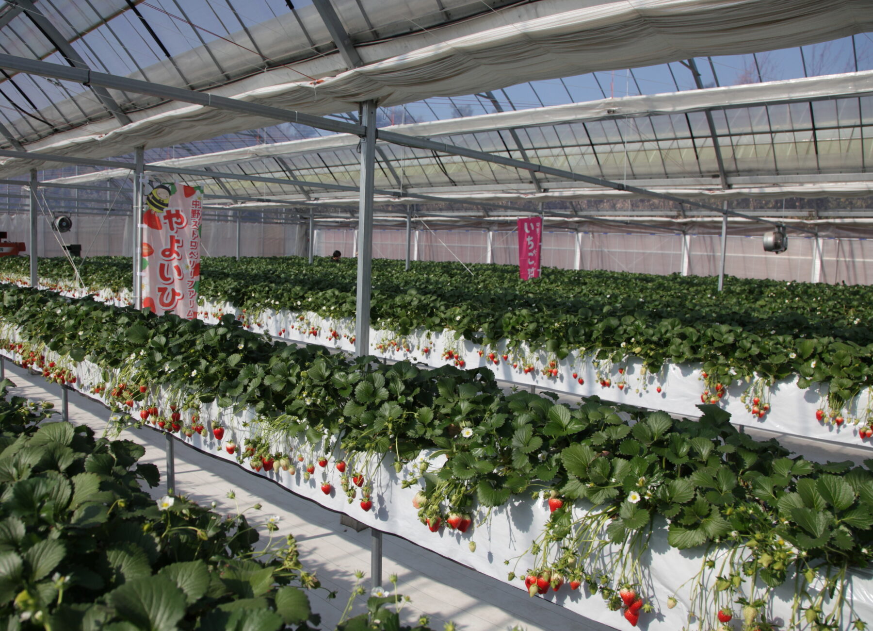 300坪の広大なハウスでゆったりとお楽しみください 300坪の広大なハウスでゆったりとお楽しみください